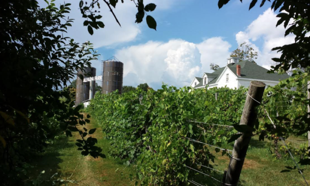 Boosting Yield and Degrees Brix at Alfalfa Farm Winery
