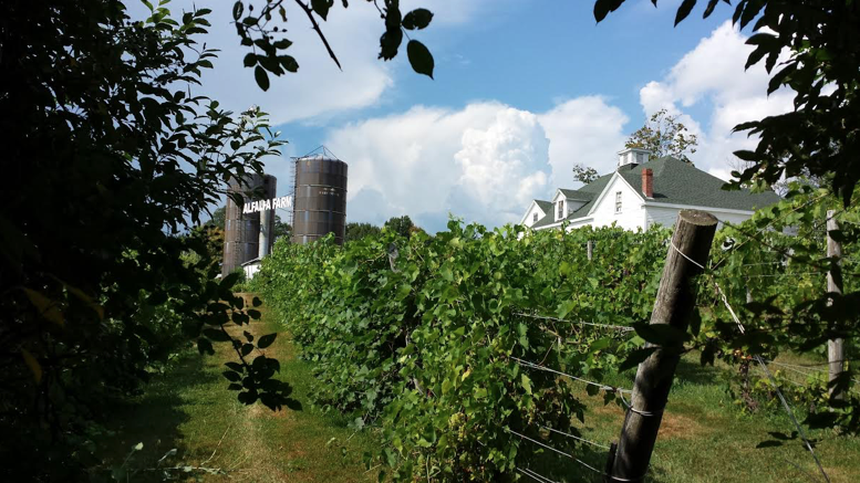 Boosting Yield and Degrees Brix at Alfalfa Farm Winery