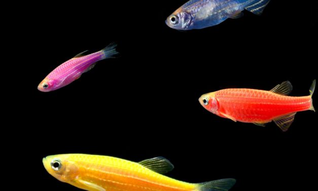 Innovation, Glowing Fish, and the Next Roe v. Wade