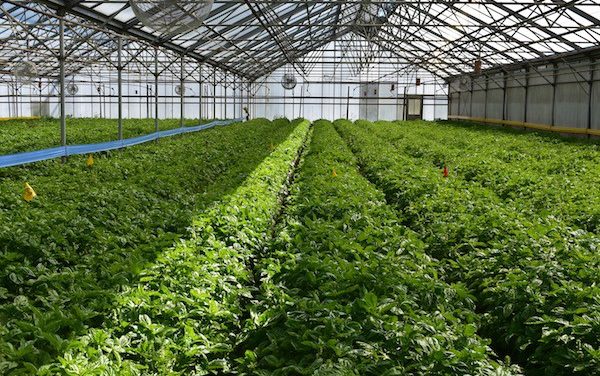 How the Farm Bill Impacts Greenhouse and Indoor Growers
